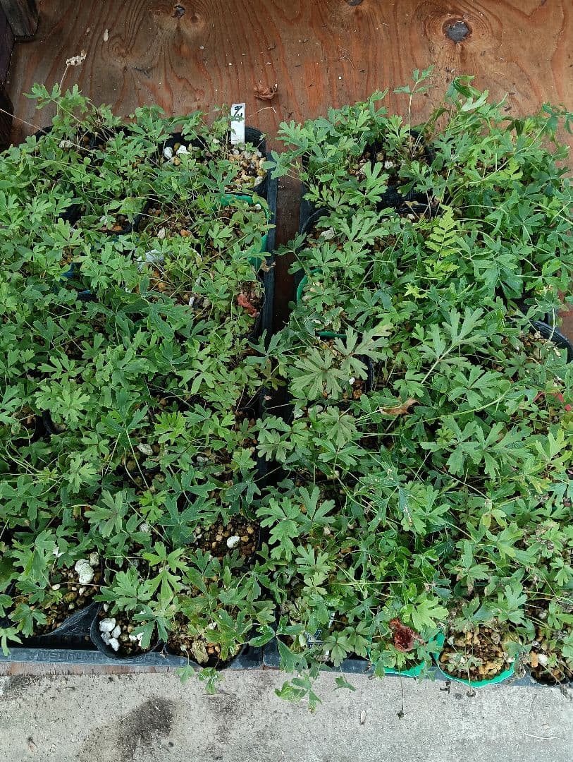 オキナグサ(1本100円＋送料)