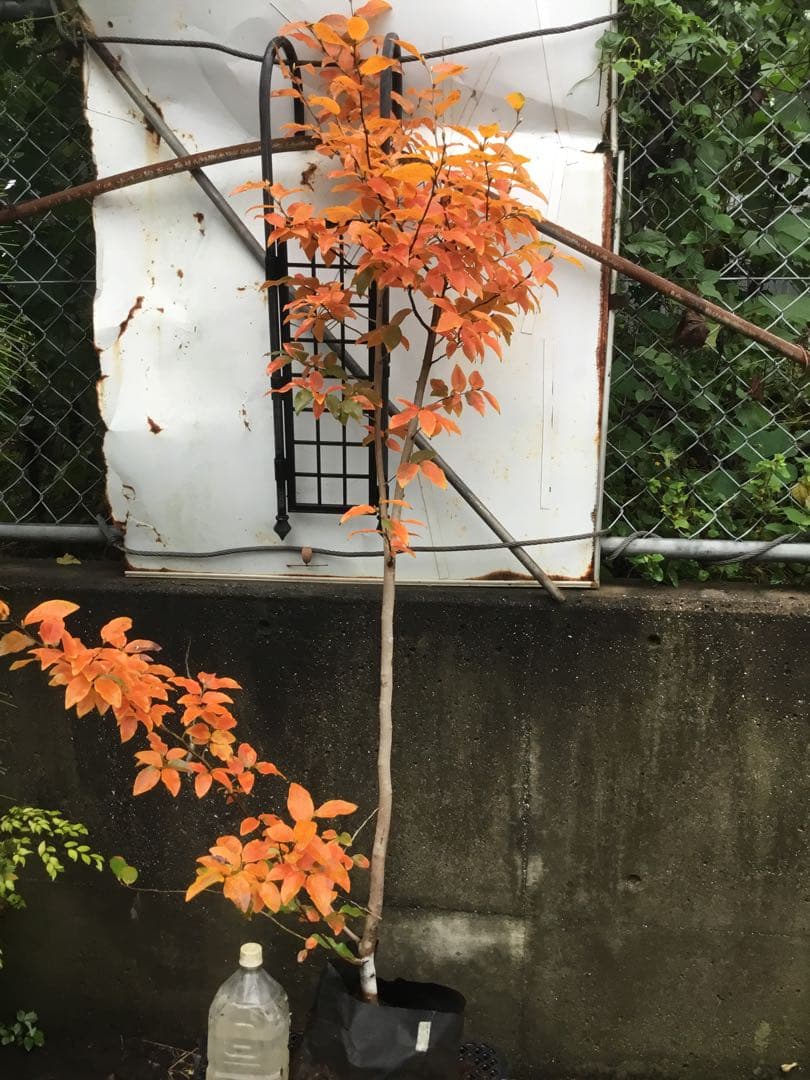 ヤマコウバシ170センチ