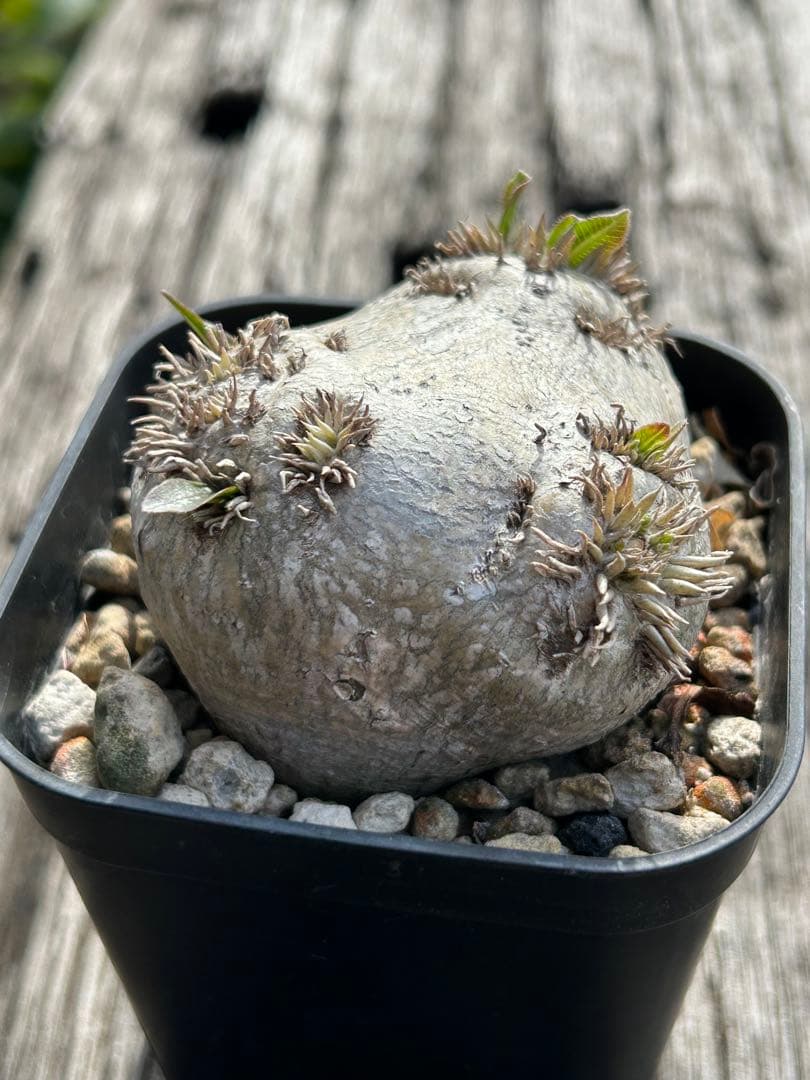 パキポディウム・ブレビカウレ 恵比寿笑 発根済み - メルカリ