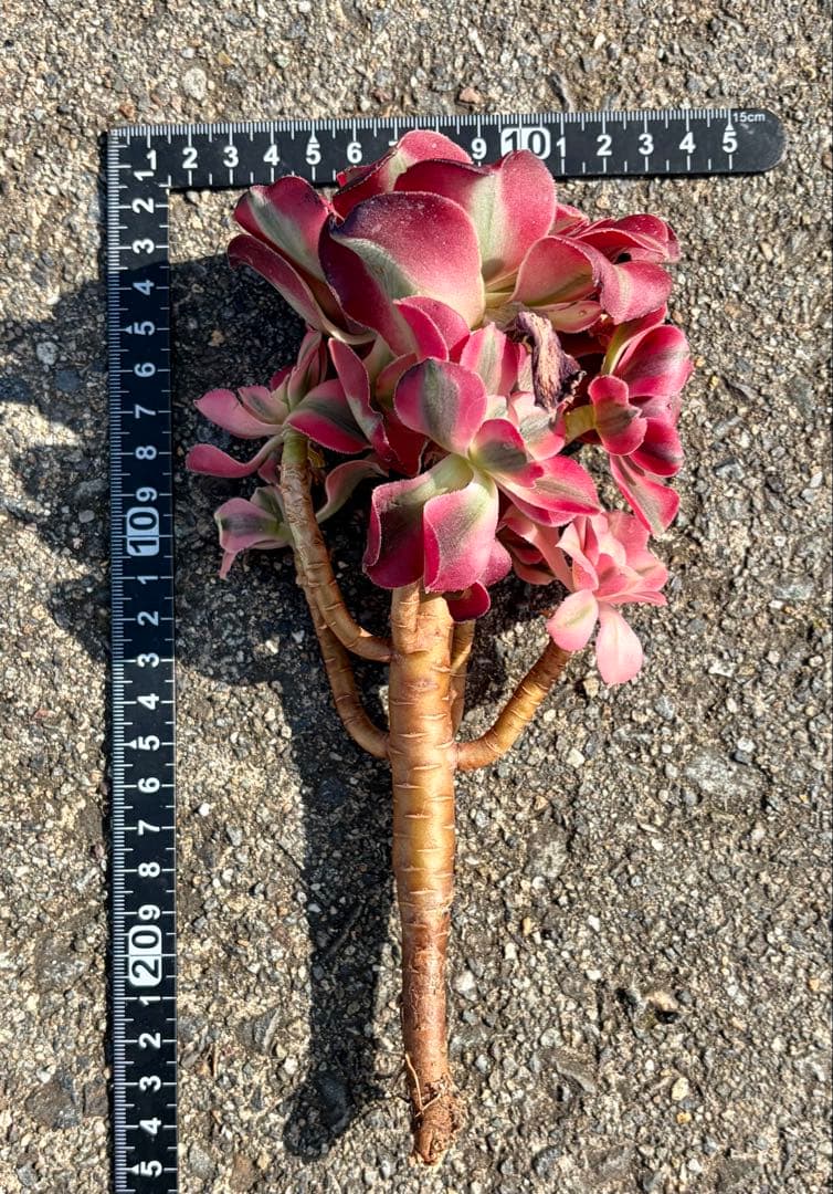 大特価！1111円　ピンクウィッチ群生株　アエオニウム　カット苗　ランダム発送