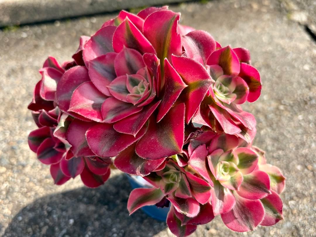 大特価！1111円　ピンクウィッチ群生株　アエオニウム　カット苗　ランダム発送