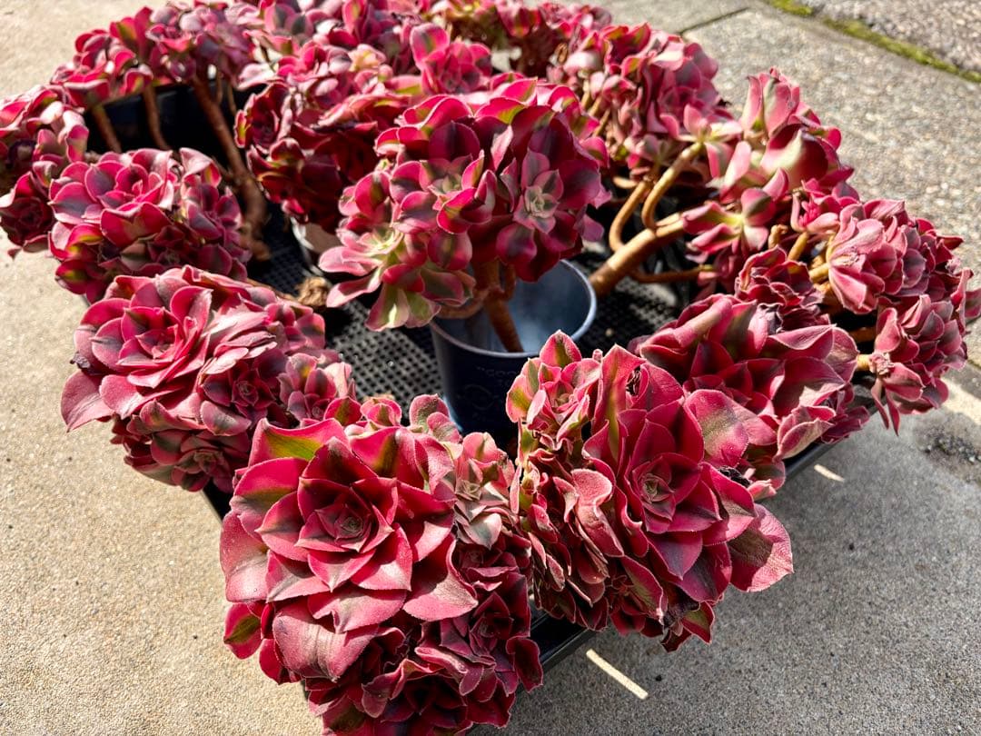 大特価！1111円　ピンクウィッチ群生株　アエオニウム　カット苗　ランダム発送