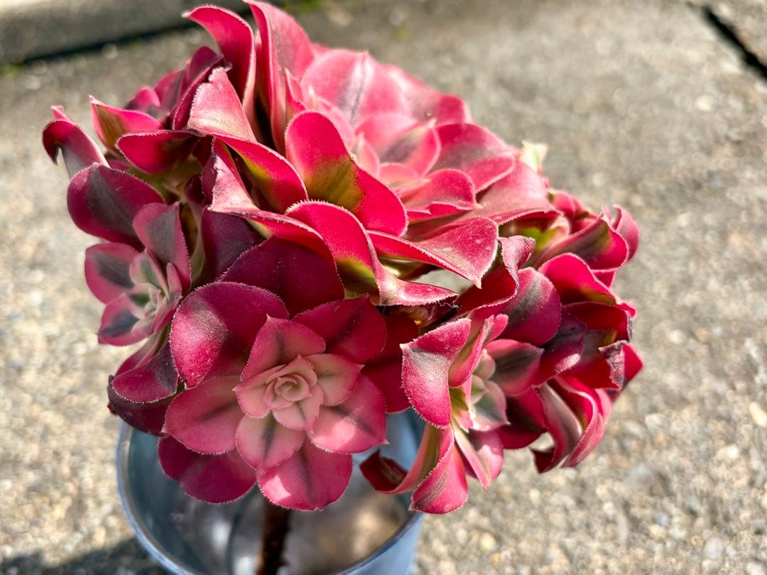 大特価！1111円　ピンクウィッチ群生株　アエオニウム　カット苗　ランダム発送