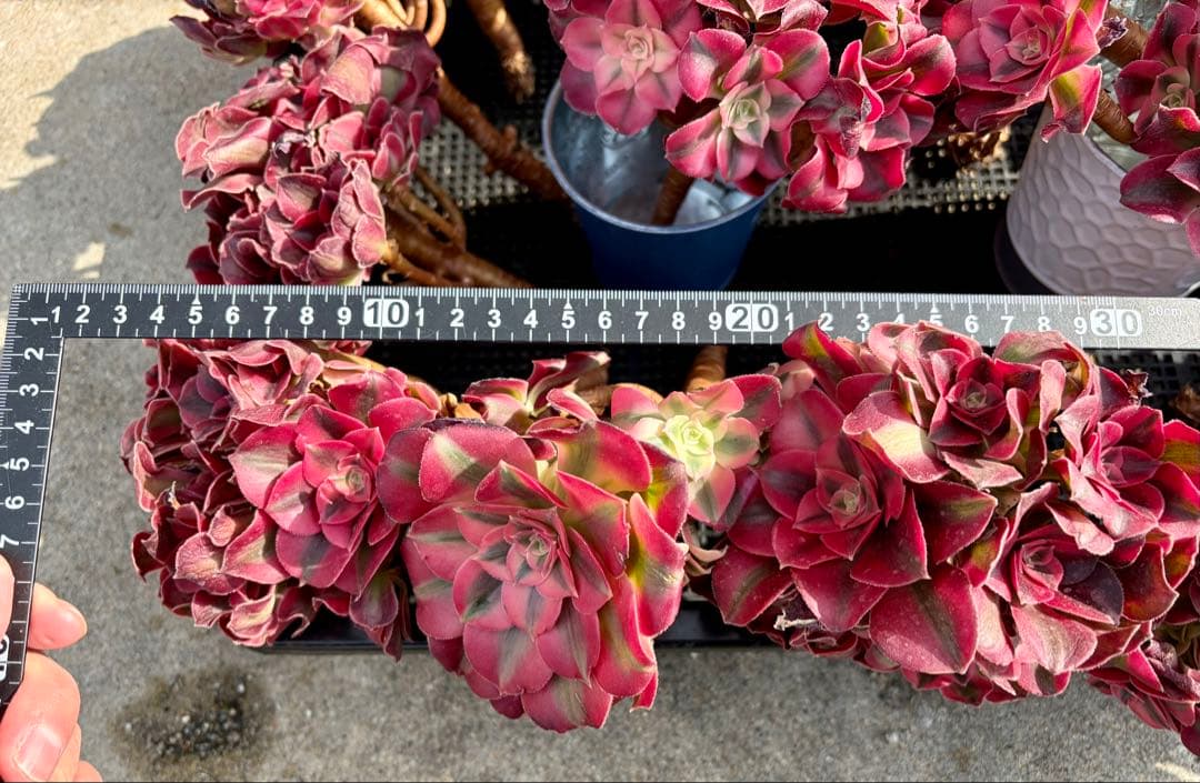 大特価！1111円　ピンクウィッチ群生株　アエオニウム　カット苗　ランダム発送