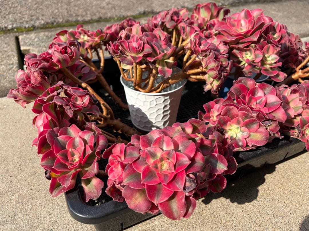 大特価！1111円　ピンクウィッチ群生株　アエオニウム　カット苗　ランダム発送