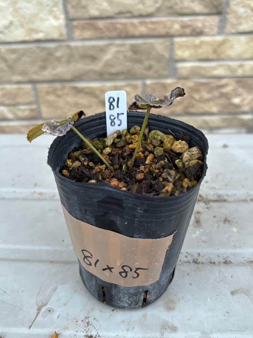 ベルベットレッドオーレア×ソレイユ☆クリスマスローズ苗