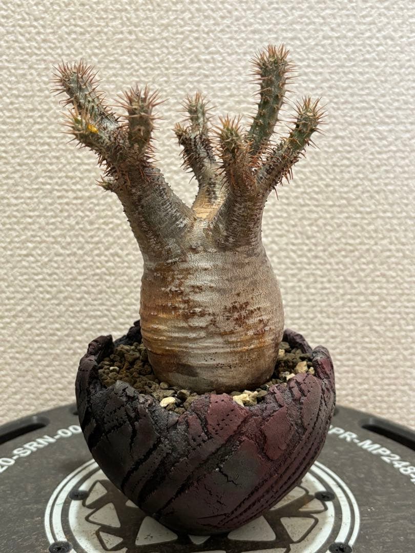 グラキリス 現地球 鶴仙園 関口貴仁 セキグチタカヒト