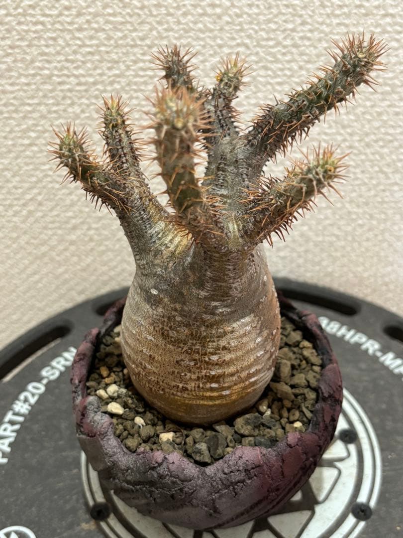 グラキリス 現地球 鶴仙園 関口貴仁 セキグチタカヒト