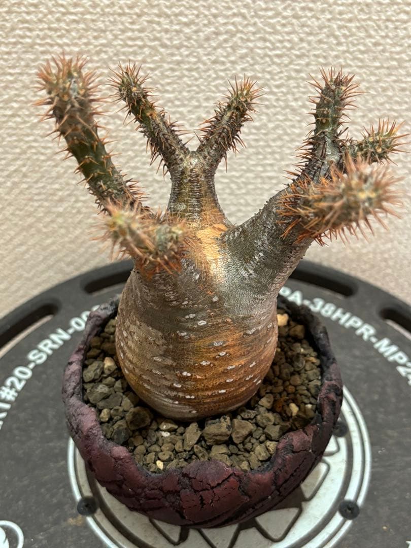 グラキリス 現地球 鶴仙園 関口貴仁 セキグチタカヒト