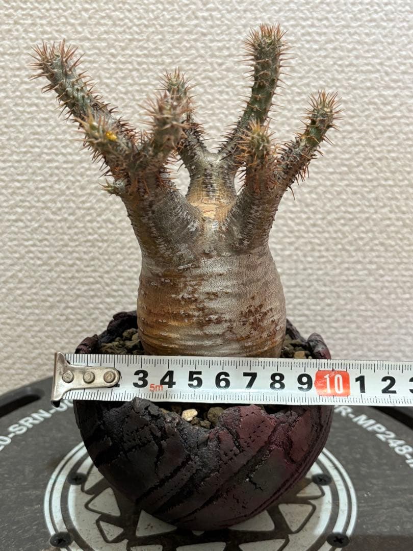 グラキリス 現地球 鶴仙園 関口貴仁 セキグチタカヒト