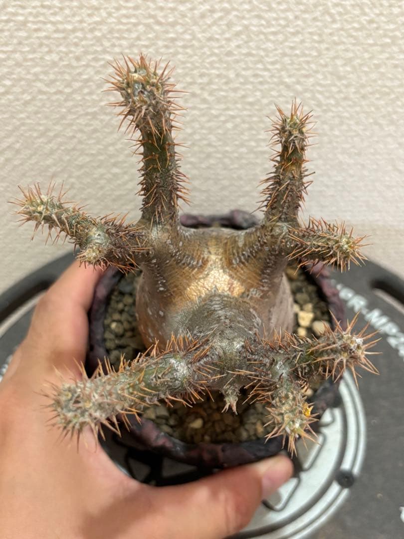 グラキリス 現地球 鶴仙園 関口貴仁 セキグチタカヒト