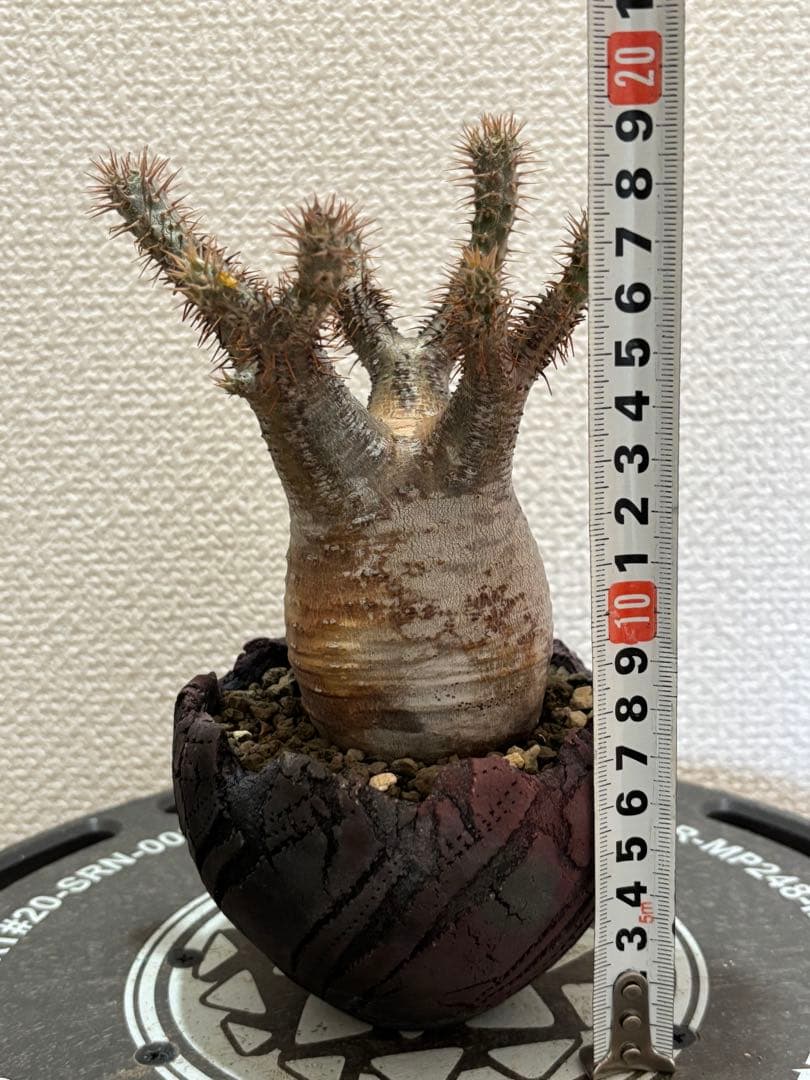 グラキリス 現地球 鶴仙園 関口貴仁 セキグチタカヒト