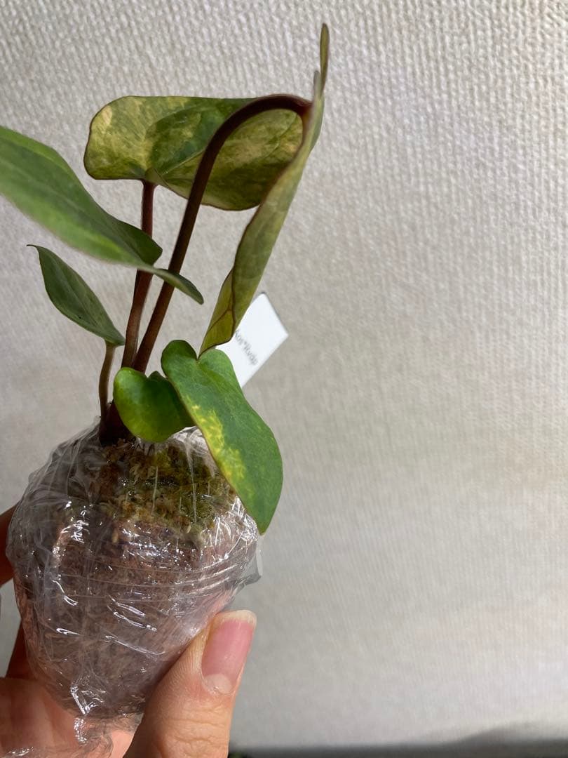 Anthurium AOS✖️RVDP斑入り - メルカリ