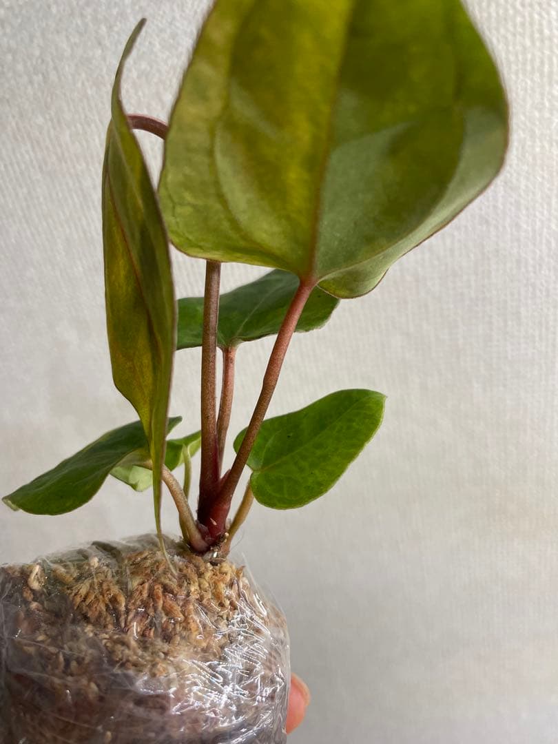 Anthurium AOS✖️RVDP斑入り - メルカリ