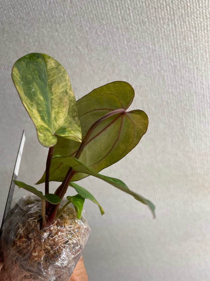 Anthurium AOS✖️RVDP斑入り - メルカリ