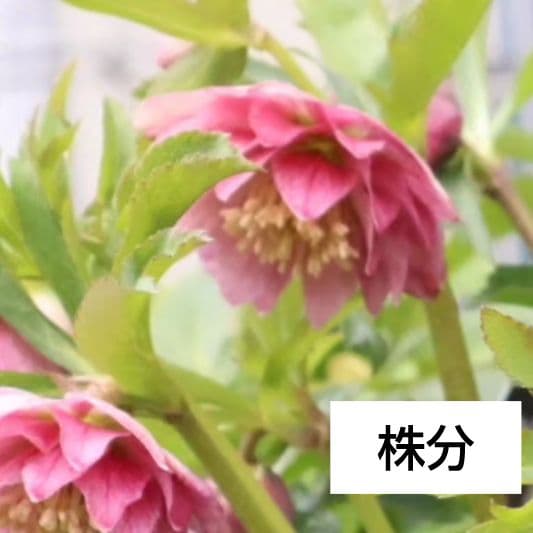 訳有り クリスマスローズ 苗 株分 レフレール系 ウィンター