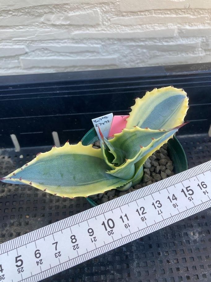 アガベ　サルミアナフェロックス　リップルエフェクト　【1/25撮影】☆未発根☆