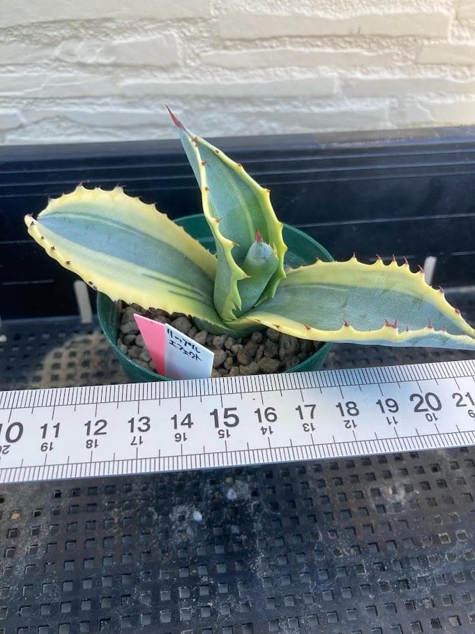 アガベ　サルミアナフェロックス　リップルエフェクト　【1/25撮影】☆未発根☆