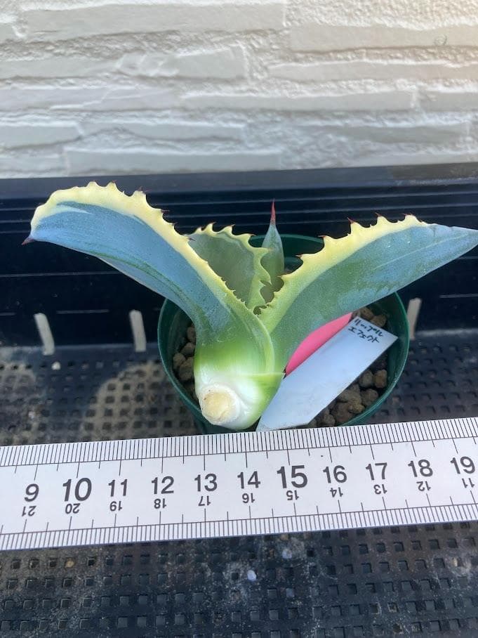 アガベ　サルミアナフェロックス　リップルエフェクト　【1/25撮影】☆未発根☆
