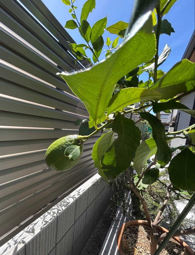 ◾️レモンの木☆ 実のなる木