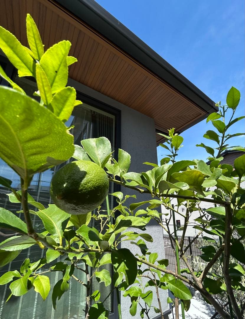 ◾️レモンの木☆ 実のなる木