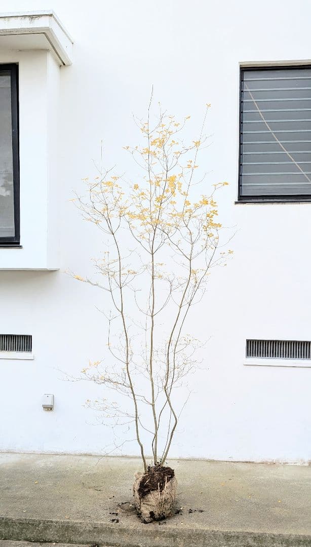 極美。山採りドウダンツツジ。