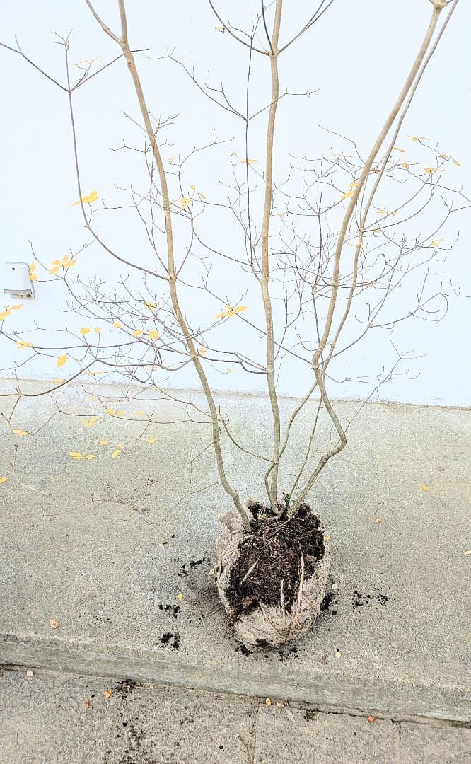 極美。山採りドウダンツツジ。