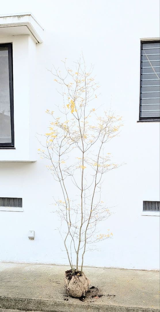 極美。山採りドウダンツツジ。