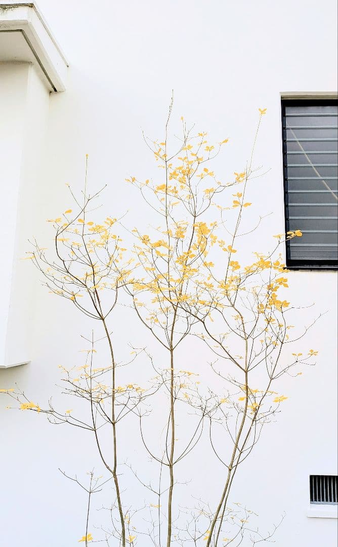 極美。山採りドウダンツツジ。