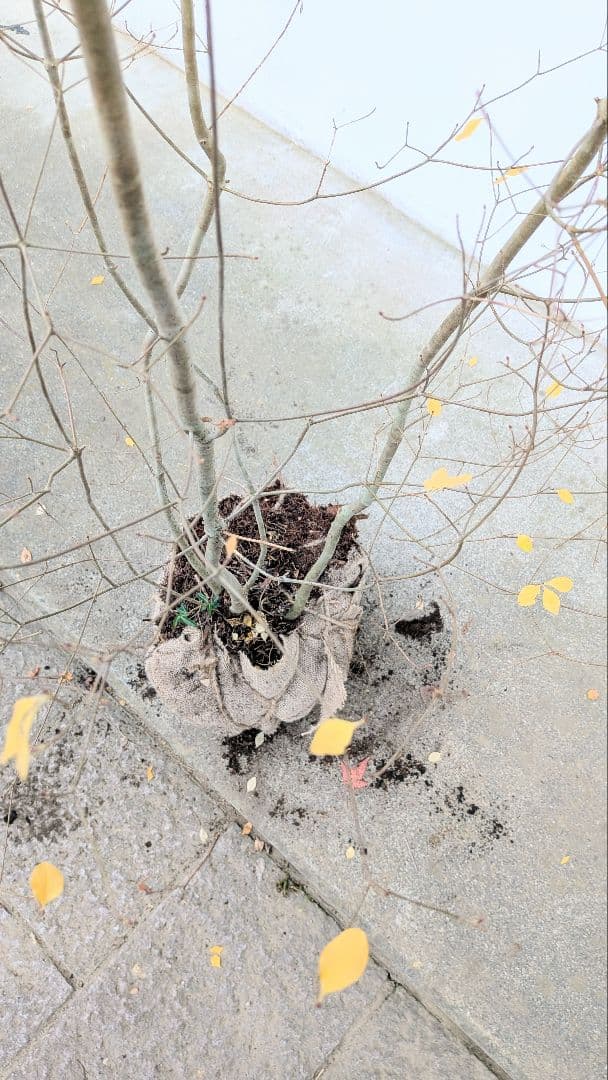 極美。山採りドウダンツツジ。