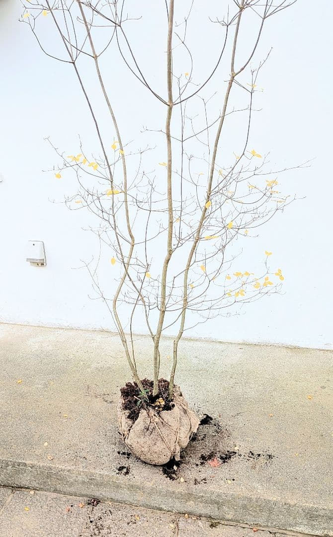 極美。山採りドウダンツツジ。