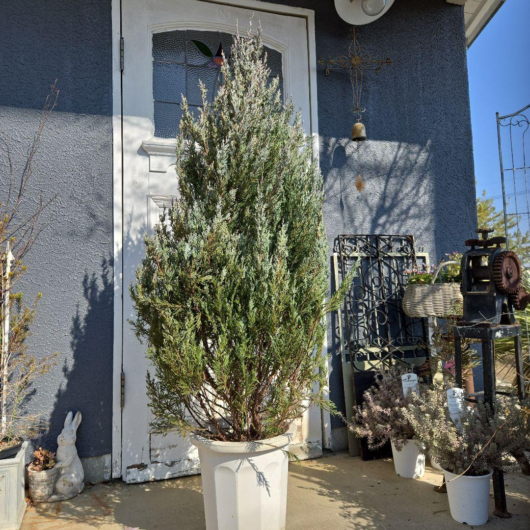 ③　コニファームーングロー　10号　特大苗木最高等級　初売り‼️