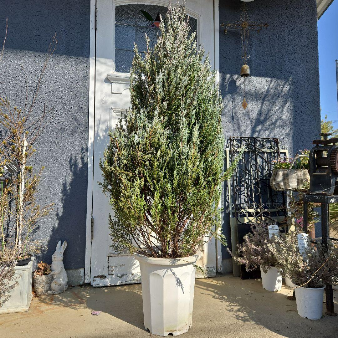 ③　コニファームーングロー　10号　特大苗木最高等級　初売り‼️