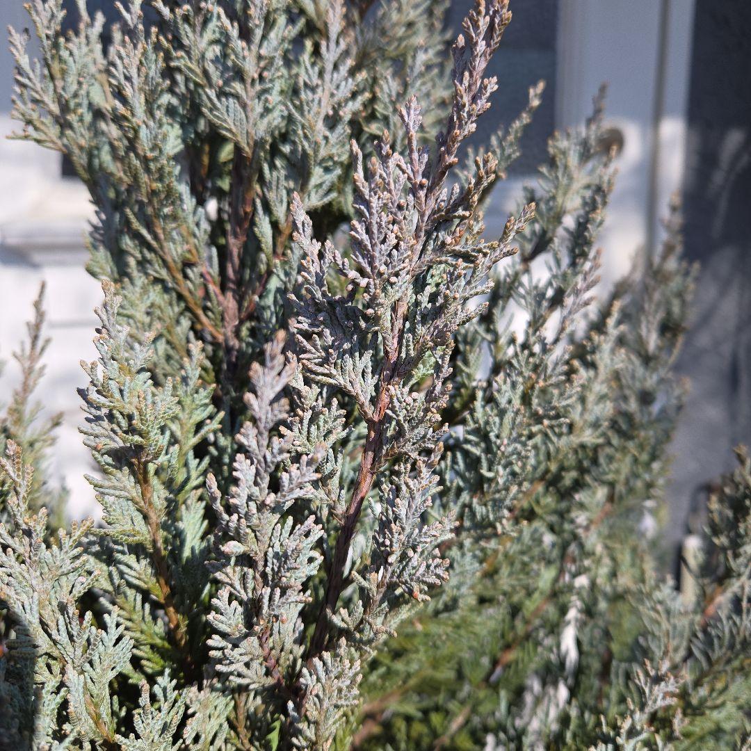 ③　コニファームーングロー　10号　特大苗木最高等級　初売り‼️