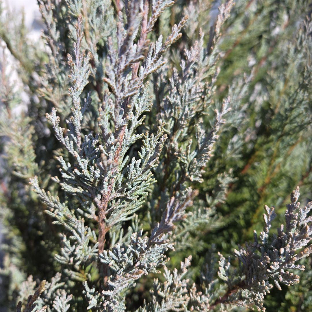 ③　コニファームーングロー　10号　特大苗木最高等級　初売り‼️