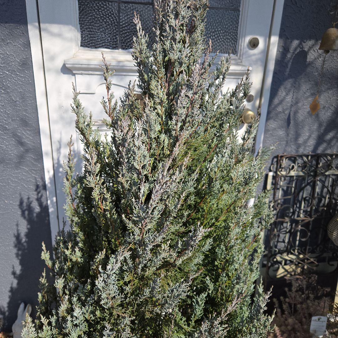 ③　コニファームーングロー　10号　特大苗木最高等級　初売り‼️