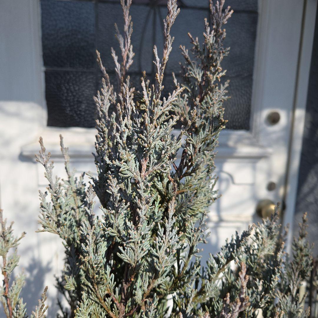 ③　コニファームーングロー　10号　特大苗木最高等級　初売り‼️