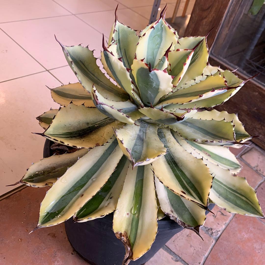 アガベ スーパークラウン　吉祥冠錦