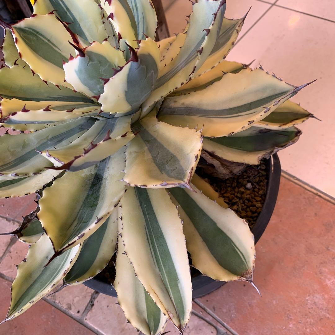 アガベ スーパークラウン　吉祥冠錦