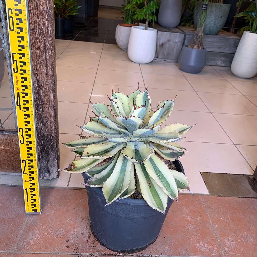 アガベ スーパークラウン　吉祥冠錦