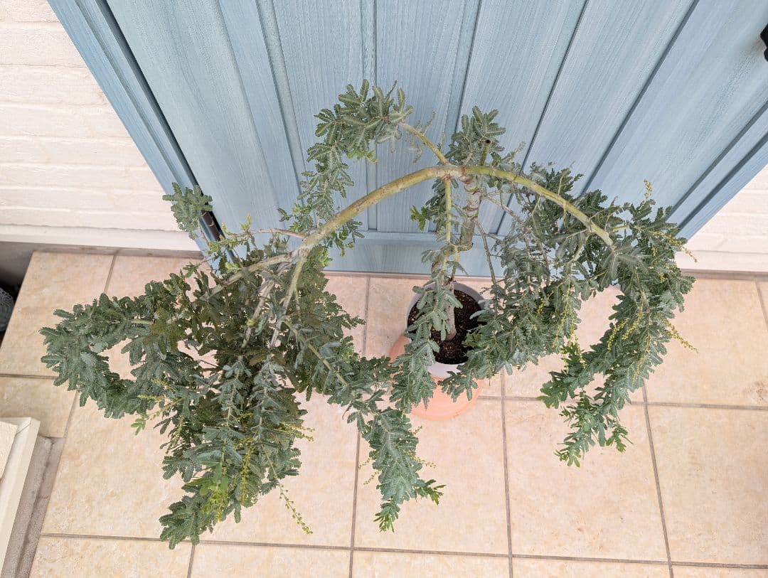 1点のみ　憧れのミモザの希少品種　大株!!　☘　シダレミモザ　アカシア　☘