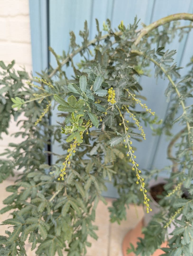 1点のみ　憧れのミモザの希少品種　大株!!　☘　シダレミモザ　アカシア　☘