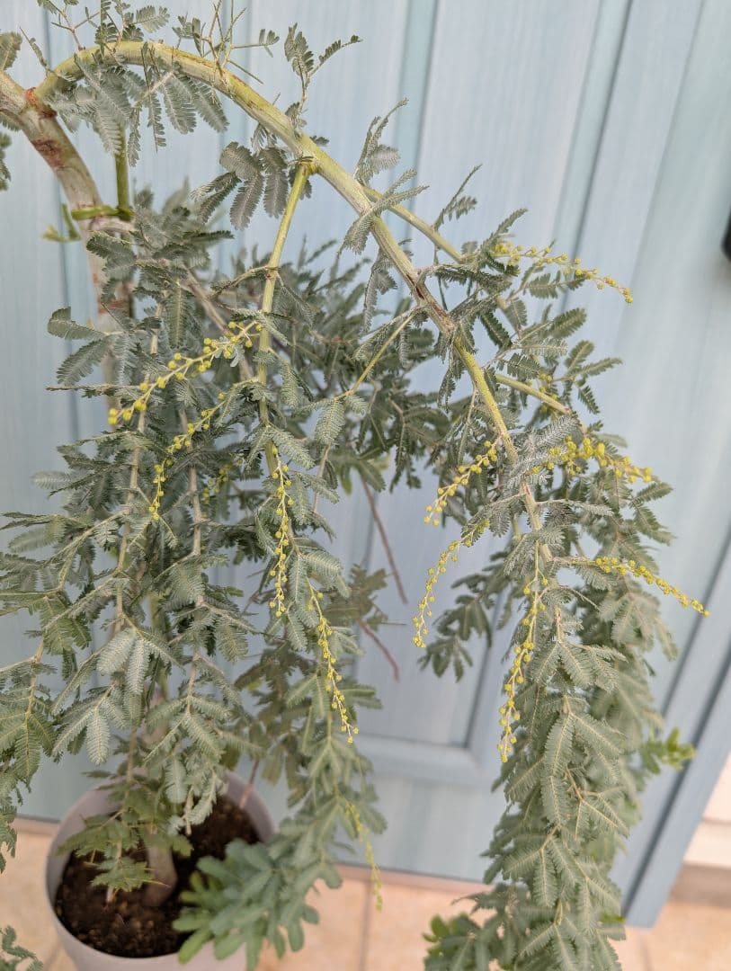 1点のみ　憧れのミモザの希少品種　大株!!　☘　シダレミモザ　アカシア　☘