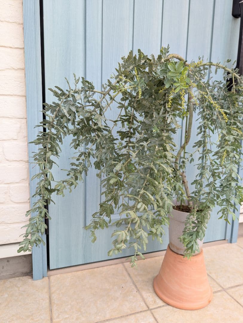 1点のみ　憧れのミモザの希少品種　大株!!　☘　シダレミモザ　アカシア　☘