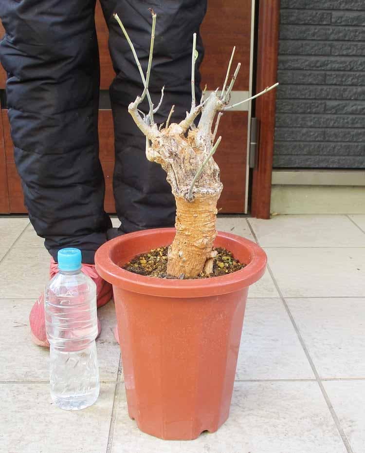 【現品】発根済　大株　バオバブの木　バオバブ・ディギタータ　7号鉢　お５番