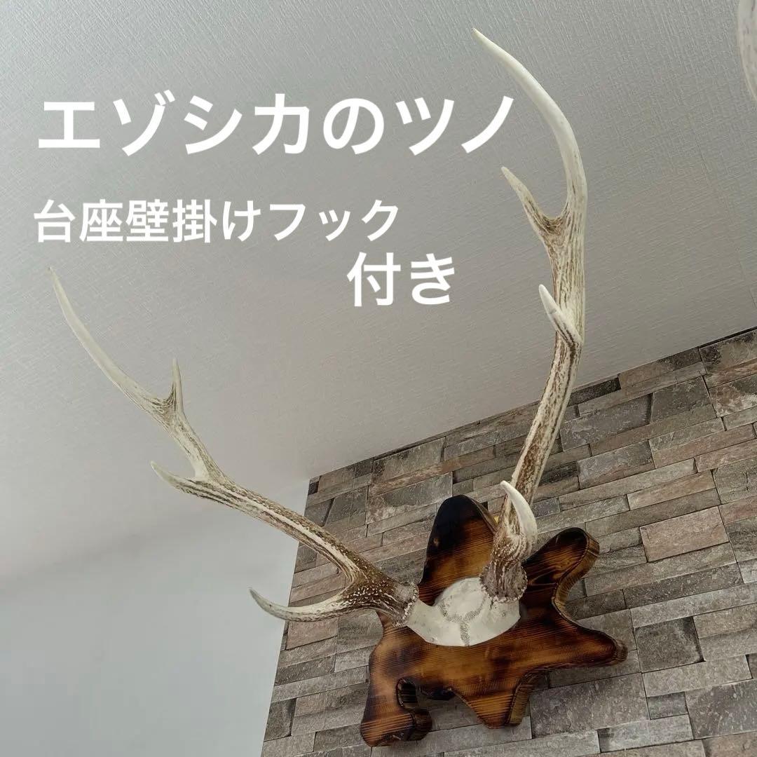 北海道 エゾシカ 鹿の角 2本（一対）