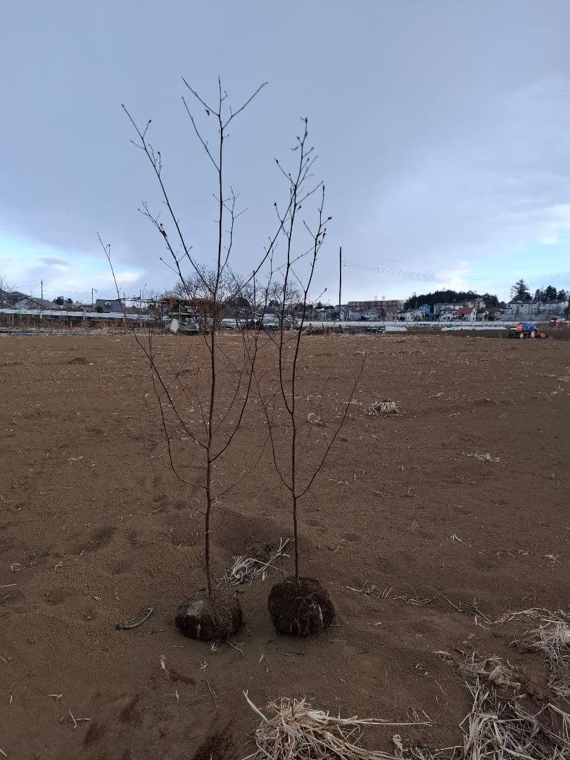 クロモジ 雑木 ――アオダモ アオハダ モミジ 山彩り――
