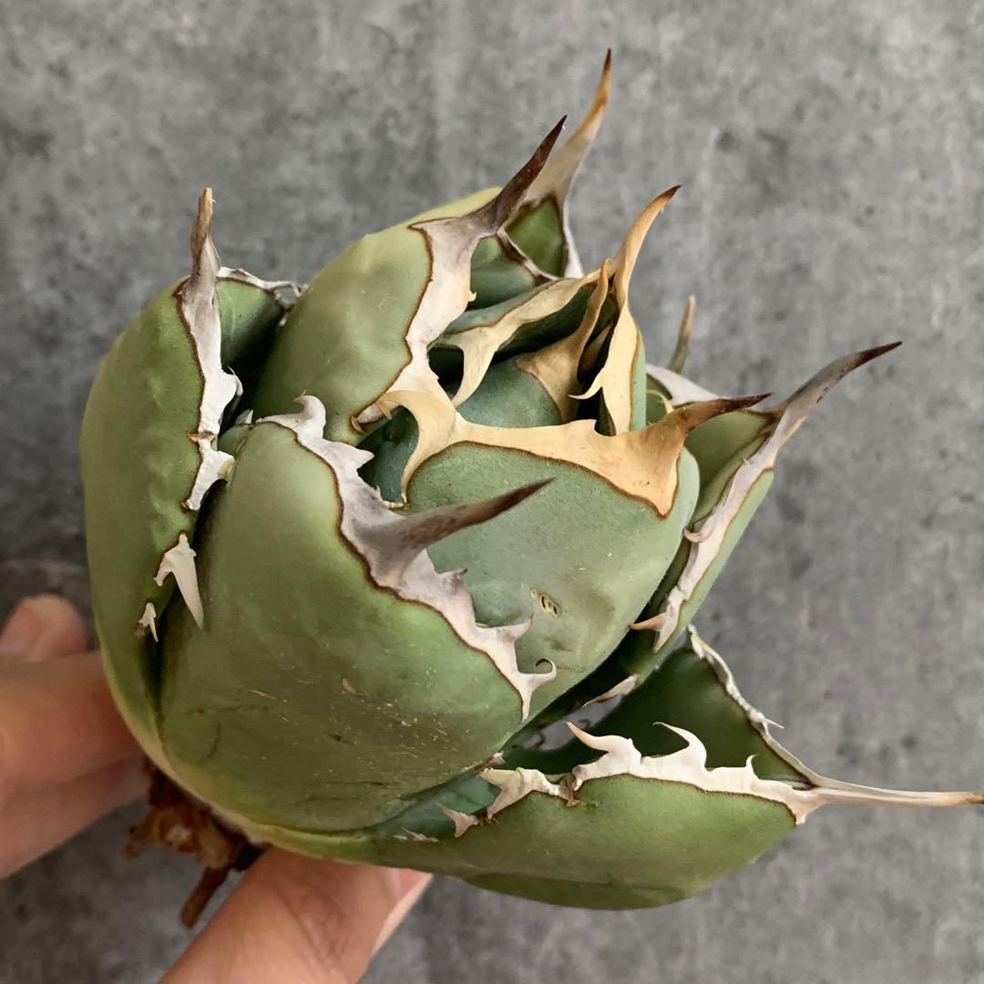 IR1729 イラン産極上！ アガベ チタノタ ペルシアンドワーフ - メルカリ