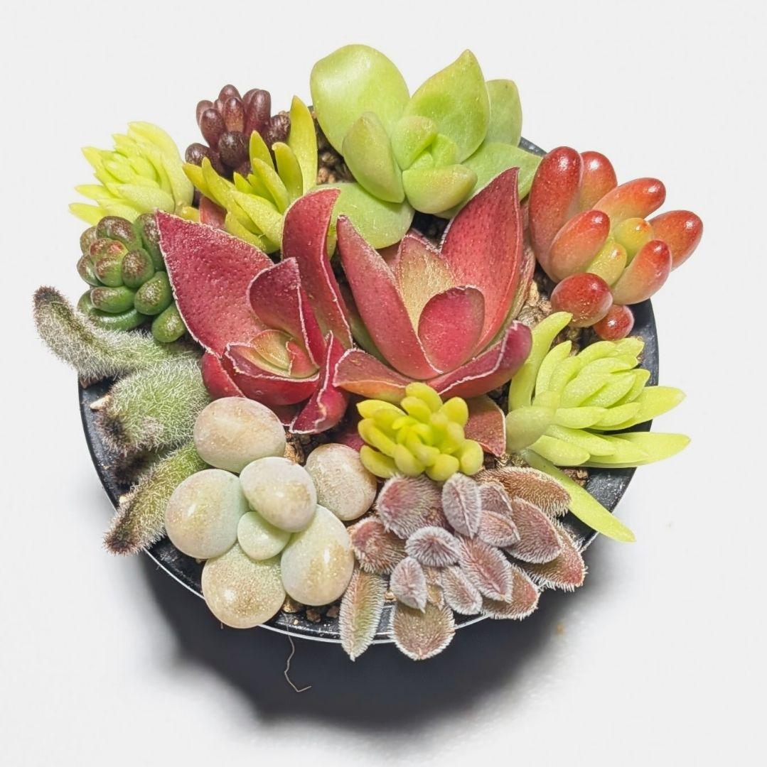 このまま飾れる】多肉植物セダム ちまちまプチ寄せ植え【育成説明書付