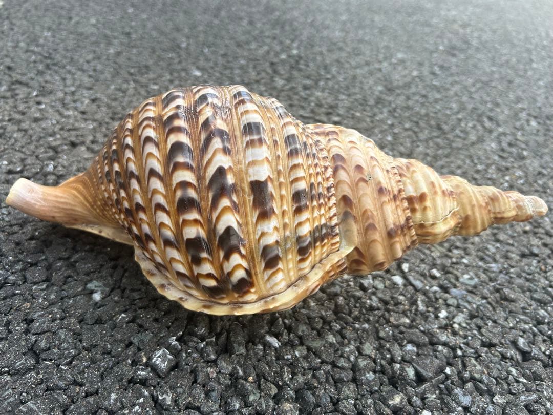 法螺貝　34.5cm 蓋付 (32cm 直線) 綺麗 801g